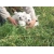Petite Annonce : Superbes chiots westie - Les chiots sont nés d\'une portée de 7 , ils sont agés de trois mois Petite Annonce : Superbes chiots westie - Les chiots sont nés d\'une portée de 7 , ils sont agés de trois mois